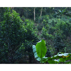 DHARA WHITE TEA