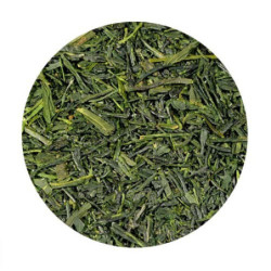 JAP. SENCHA 2024
